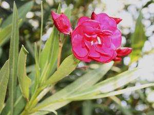 Glyfada- oleander