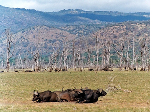 Bawoly nad J.Manyara, Tanzania