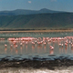 Ngorongoro i flamingi