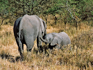Pozdrowienia od malego slonika