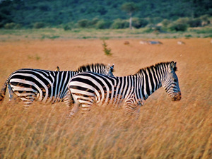Romantyczna para, Masai Mara