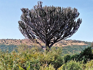 Drzewo kaktusowe, Kenia