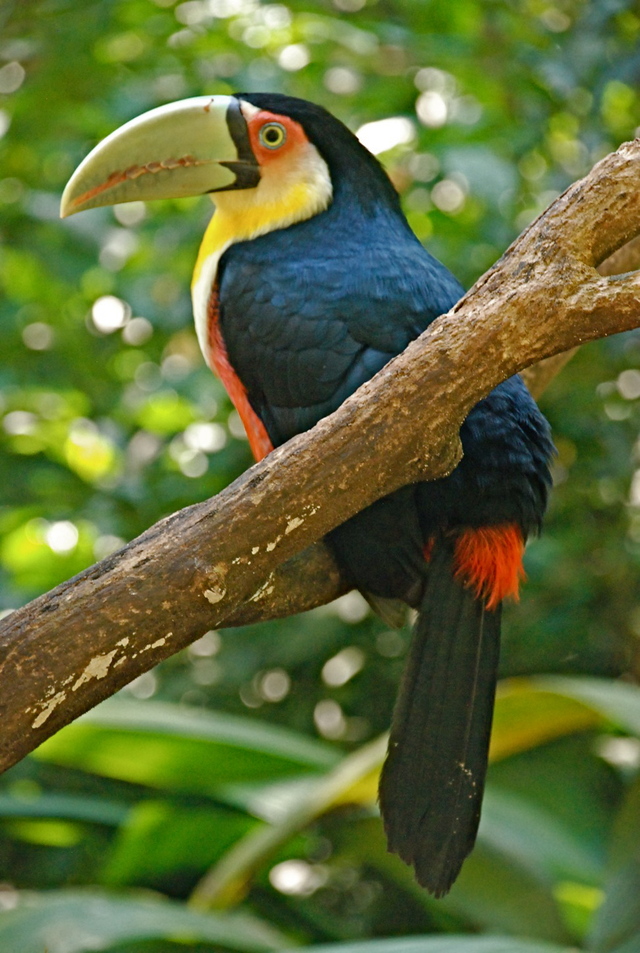 Iguacu