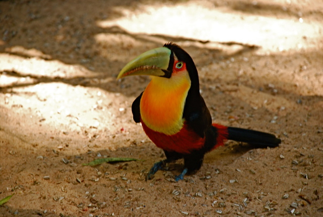 Iguacu