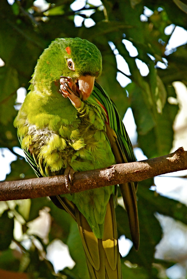 Iguacu