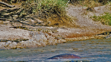 Krokodyle nad rzeka Mara