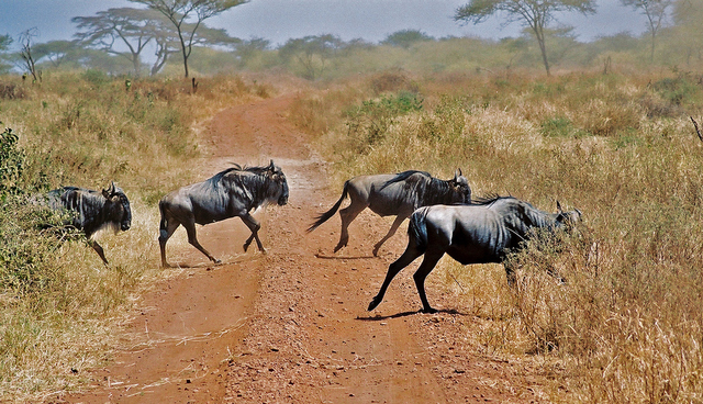 Gnu w Serengeti