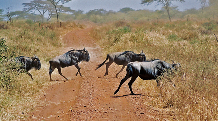 Gnu w Serengeti