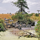 U wodopoju, Serengeti