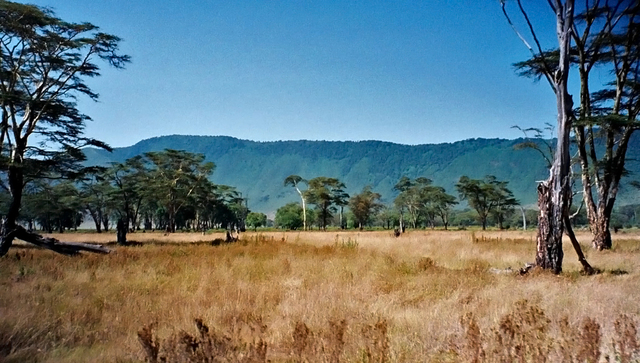 Wewnatrz krateru Ngorongoro