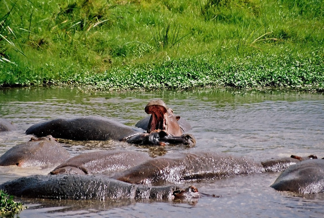 Hipopotamy w Ngorongoro