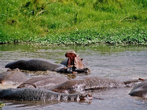 Hipopotamy w Ngorongoro