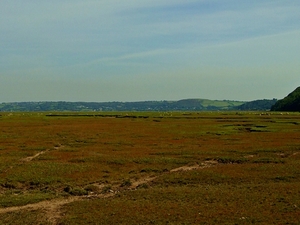 Landimore Marsh