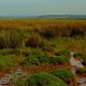 Landimore Marsh