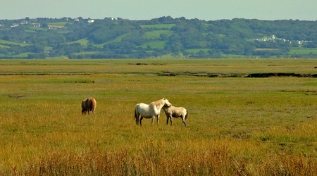 Dzikie konie na Landimore Marsh