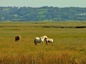 Dzikie konie na Landimore Marsh