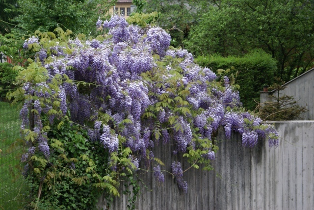 Kwitnąca wisteria