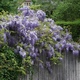 Kwitnąca wisteria