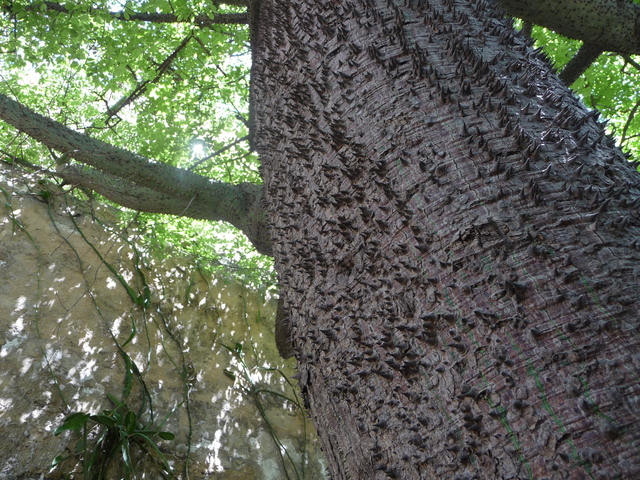 Palermo drzewo z kolcami