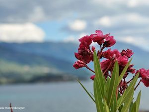 Macedonia: Ohrid - jezioro jak morze.....