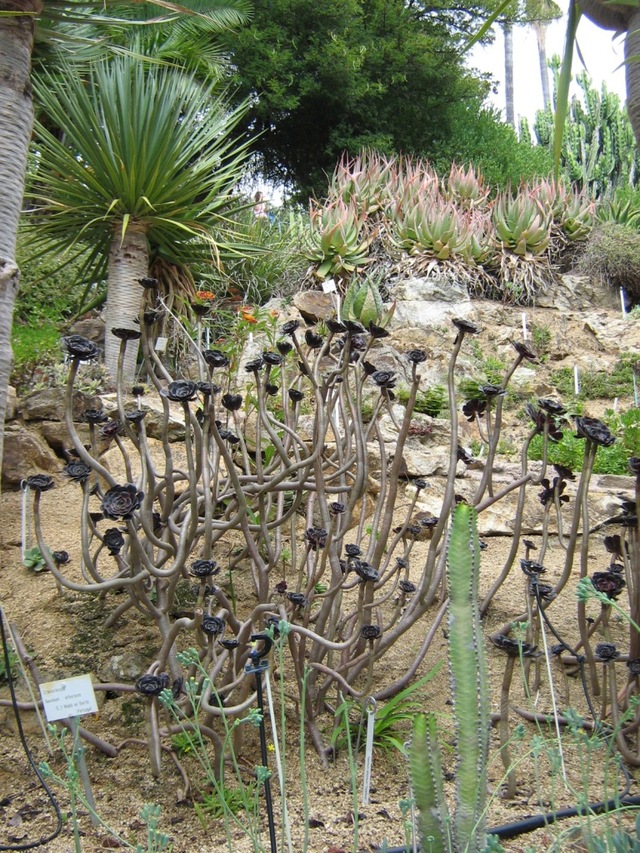 Ogród botaniczny - Marimurtra