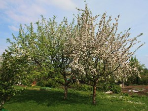Świebodzin- kwitnące drzewa