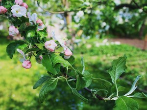 Świebodzin- kwiaty jabłoni