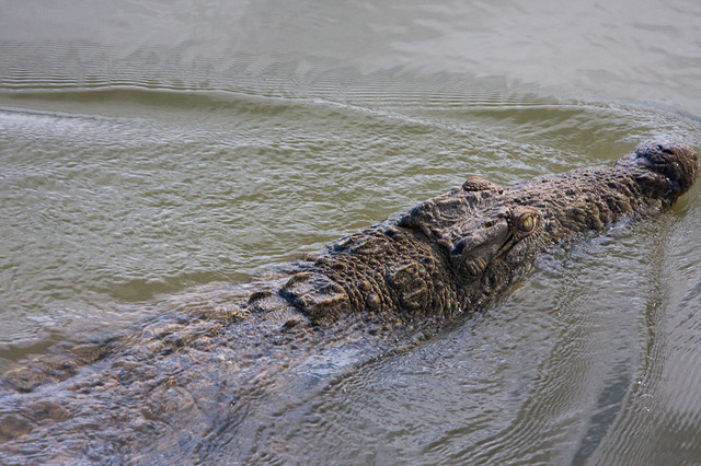 jest i krokodyl