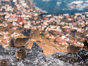 dassie na wysokości