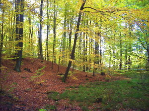 Jesień - okolice Lubawy