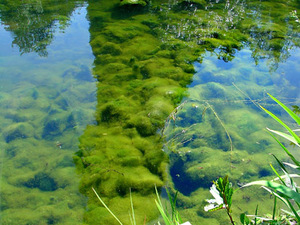 W Kew Gardens 2010_07   21