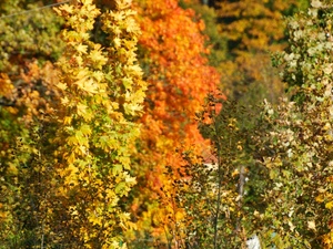 Barwy jesieni....:)))