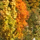 Barwy jesieni....:)))