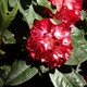 Wyspa Mainau - kolekcja rododendronów - 4