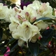 Wyspa Mainau - kolekcja rododendronów - 5
