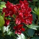 Wyspa Mainau - kolekcja rododendronów - 6