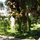 Wyspa Mainau - okazy drzew - 5