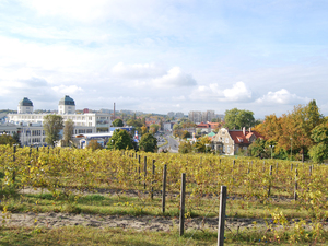 miejska winnica i panorama miasta