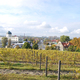 miejska winnica i panorama miasta