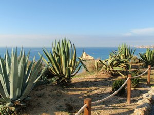 agawy królujące na nabrzeżu Praia de Rocha
