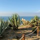agawy królujące na nabrzeżu Praia de Rocha
