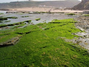 zielone oblicze plaży Monte Clerigo