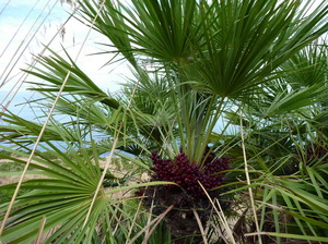 palma z ciemnymi owocami