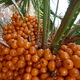 owoce palmy