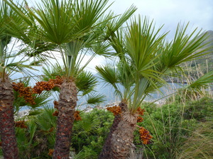 piekne palmy a za nimi zatoczka