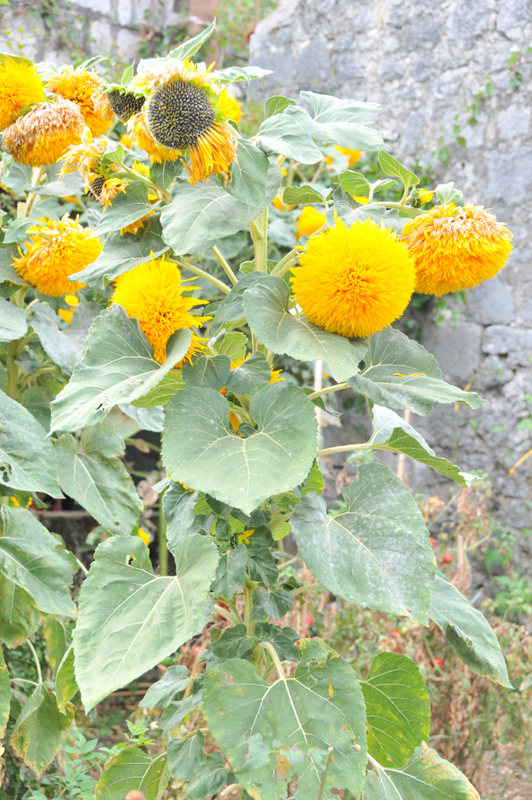 Plw  peljesac  10 