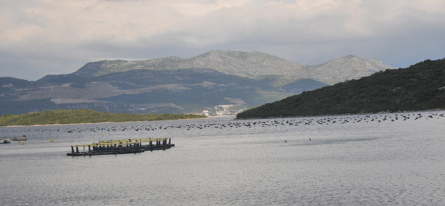 Plw  peljesac  31 