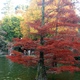 Kolorowe drzewa retiro