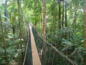 Canopy walk w Taman Negara