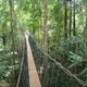 Canopy walk w Taman Negara